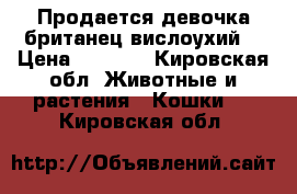 Продается девочка британец вислоухий. › Цена ­ 1 000 - Кировская обл. Животные и растения » Кошки   . Кировская обл.